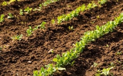 5 Benefits Of Hiring A Skip For Your Garden Clearance